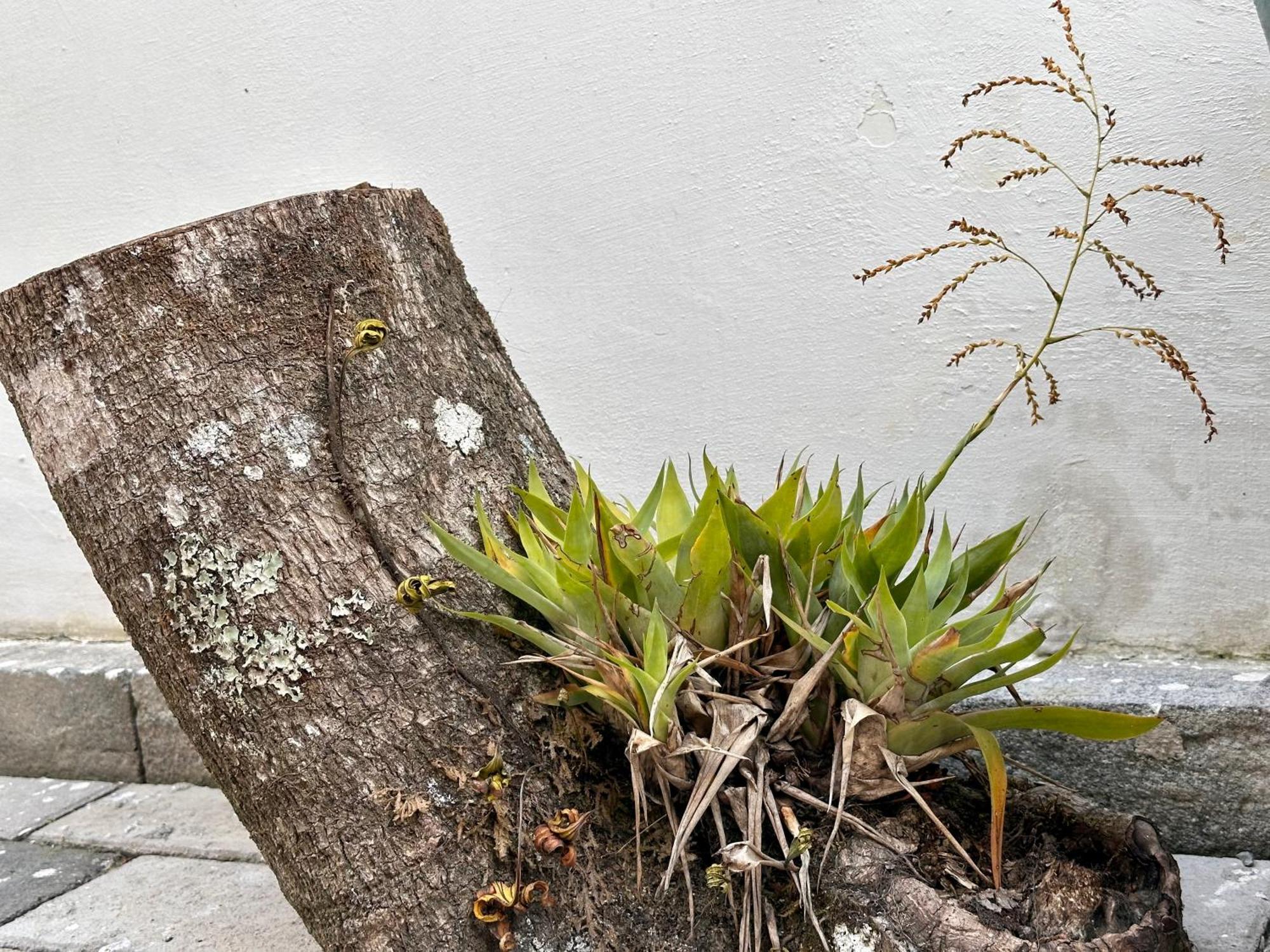 Brazilian Art - Estacionamiento Gratis & Emision De Factura Apartment Кетцалтенанго Екстериор снимка